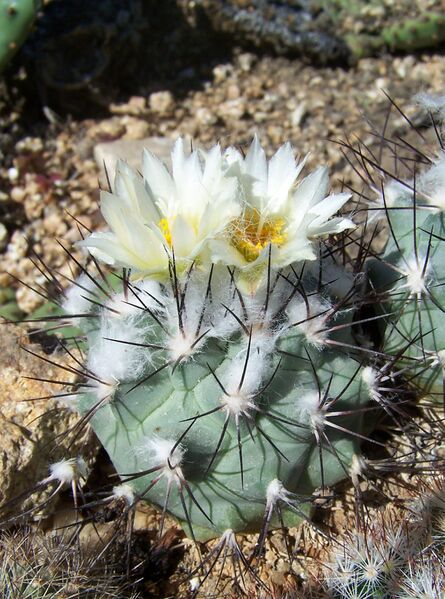 Fájl:Turbinicarpus gielsdorfisanus-0.jpg