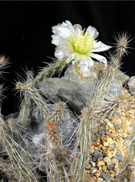 Fájl:Corynopuntia marenae-000.jpg