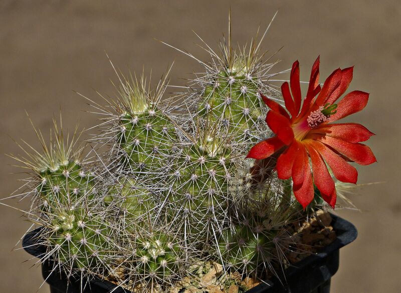 Fájl:Echinocactus klapperi MAO-097.SzJ 02.jpg