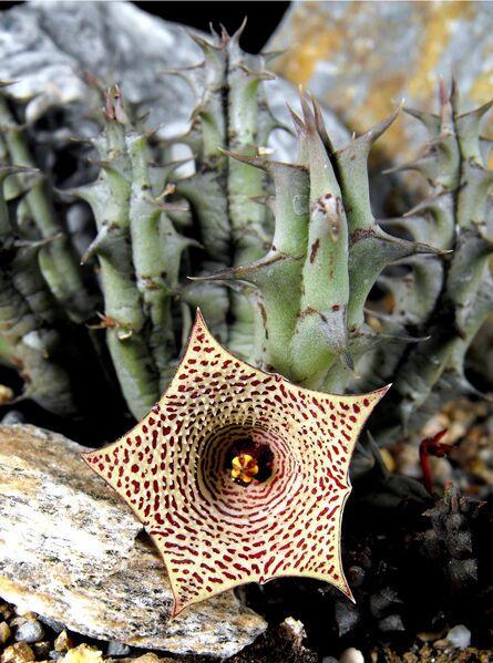 Fájl:Huernia mccoyi-000.jpg