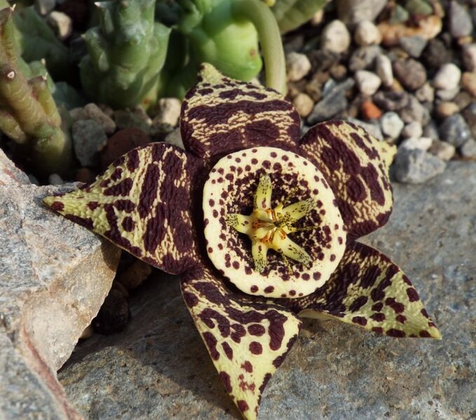 Fájl:Orbea variegata 01-1.jpg