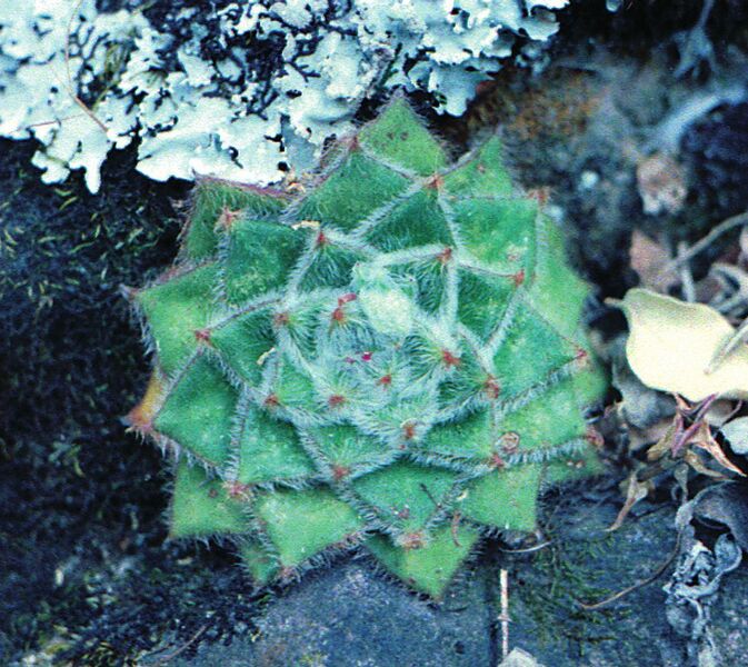 Fájl:Pozsgáslap 053-001.jpg