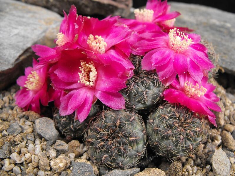 Fájl:Rebutia steinbachii verticillacantha applanata-1.jpg