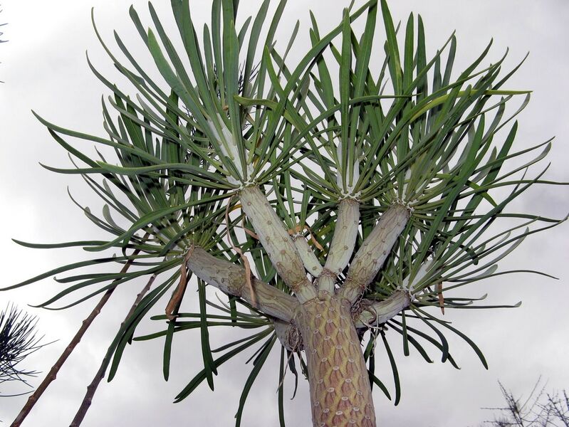 Fájl:Senecio kleinia 1 rész-1.jpg