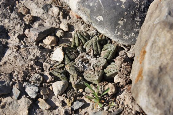 Ariocarpus bravoanus subsp. hintonii élőhelyi kép
