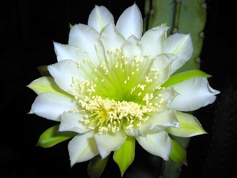 Fájl:Cereus hexagonus.Lukoczki 01.jpg