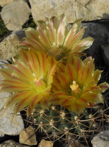 Fájl:Eriosyce curvispina curvispina-000.jpg