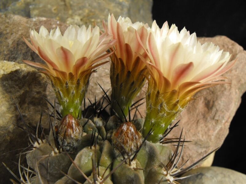 Fájl:Eriosyce paucicostata paucicostata-001.jpg