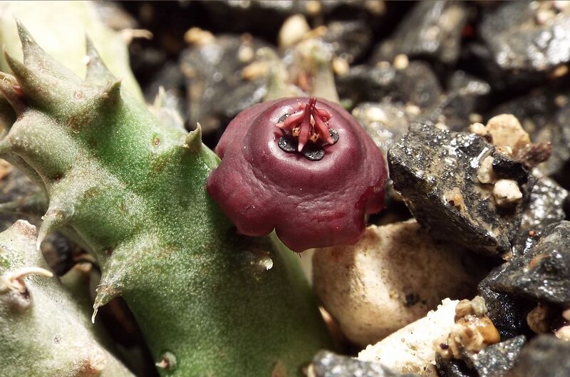 Fájl:Orbea prognatha-1.jpg