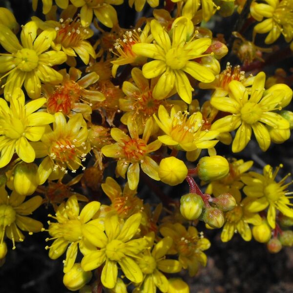 Fájl:Aeonium spathulatum-003.jpg