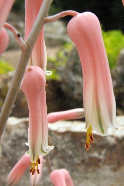 Fájl:Aloe jucunda-001.jpg