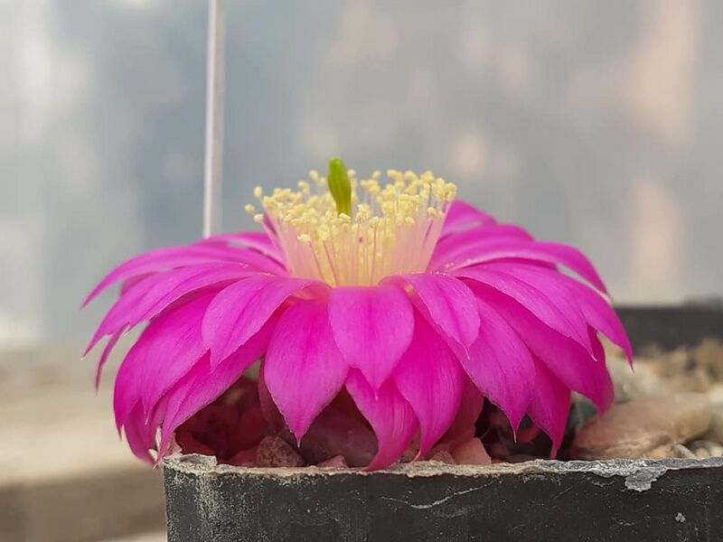 Fájl:Echinocereus pulchellus subs. acanthosetus .jpg