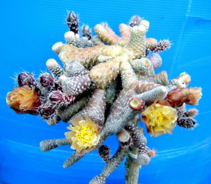 Fájl:Maihueniopsis clavaroides-001.jpg