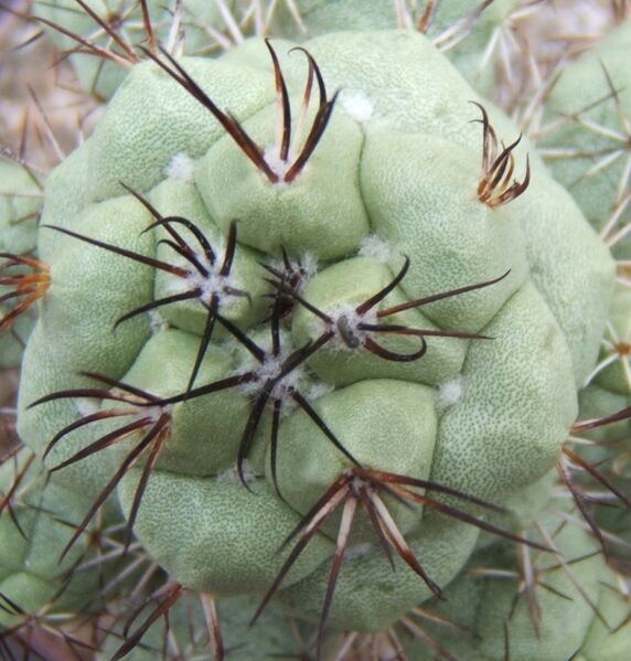 Fájl:Ortegocactus macdougallii-1.jpg