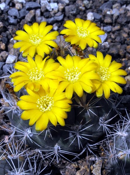 Fájl:Rebutia neocumingii neocumingii-2.jpg