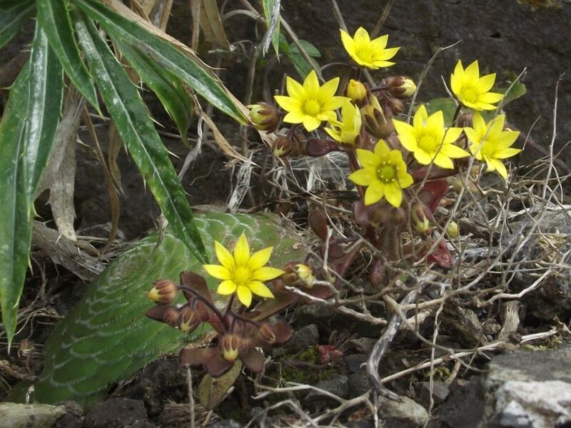 Fájl:Aichryson parlatorei-001.jpg