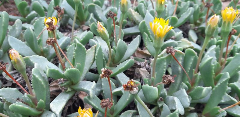 Fájl:Carruanthus ringens.JCs 01.jpg