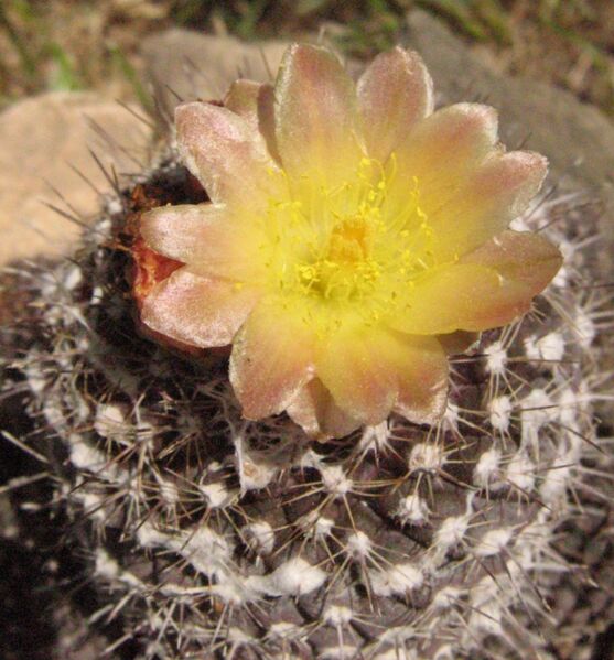 Fájl:Copiapoa humilis tenuissima-001.jpg