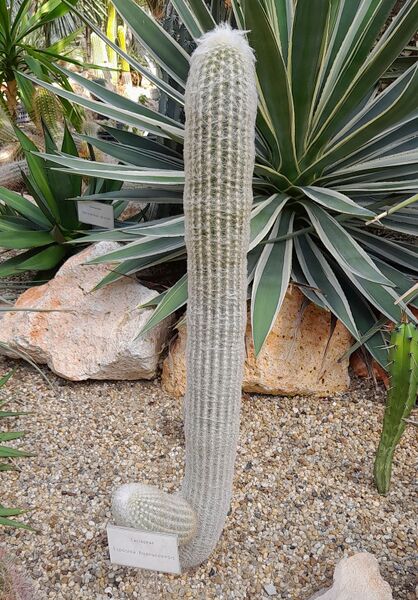 Fájl:Esposta huanucoensis.JCs 01.jpg