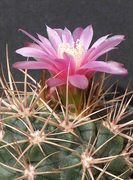 Fájl:Gymnocalycium neuhuberi-000.jpg