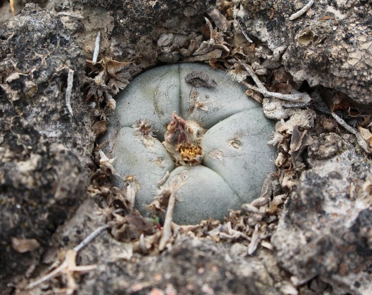Fájl:Lophophora alberto-vojtechii-001.jpg