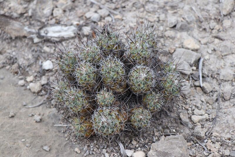 Fájl:Neolloydia matehualensis-004.jpg