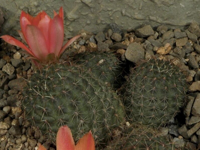 Fájl:Rebutia deminuta tarvitaensis-2.jpg