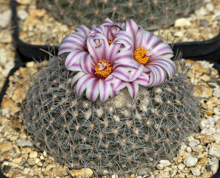 Fájl:T. saueri subsp. septentrionalis.SzJ 01.jpg