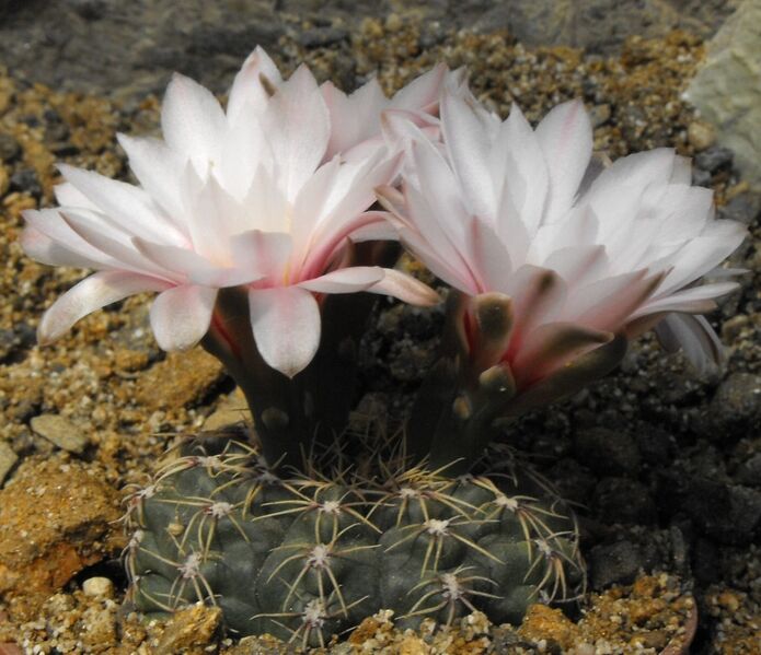 Fájl:Gymnocalycium amerhauseri-002.jpg