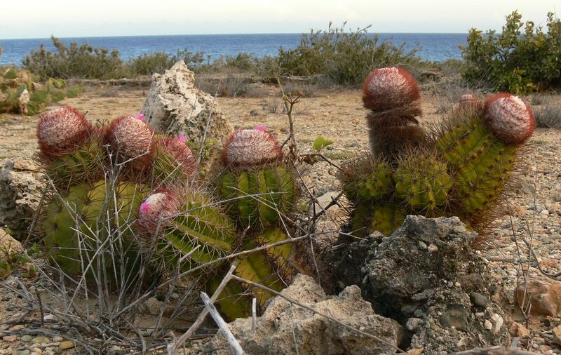 Fájl:Melocactus harlowii.RBK 16.1.jpg