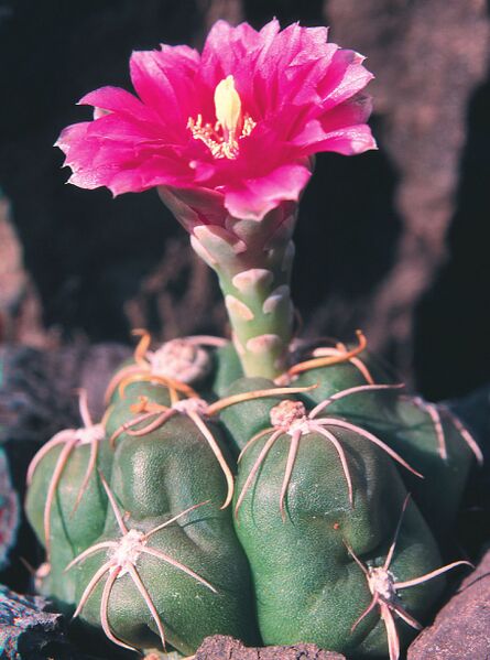 Fájl:Pozsgáslap 086-000.jpg