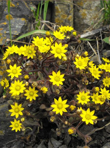 Fájl:Aichryson parlatorei-000.jpg