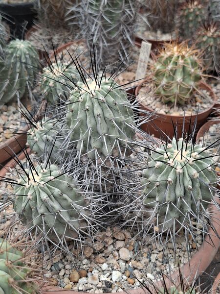 Fájl:Copiapoa dealbata.HL 02.jpg