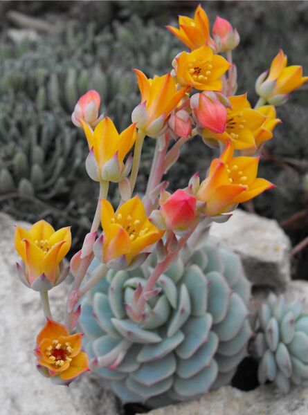 Fájl:Echeveria derenbergii-000.jpg