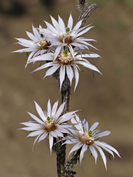 Fájl:Echinocereus leucanthus.SzJ 02.jpg