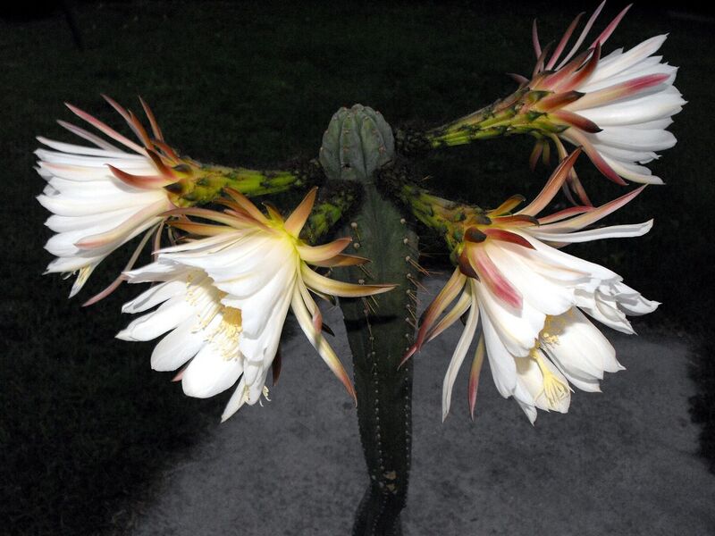 Fájl:Echinopsis pachanoi.LZ 03.jpg