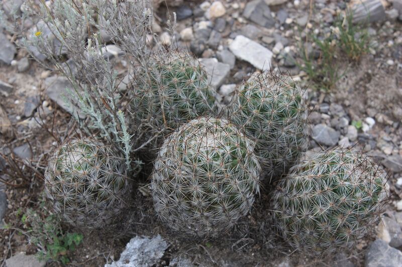 Fájl:Neolloydia conoidea-002.jpg