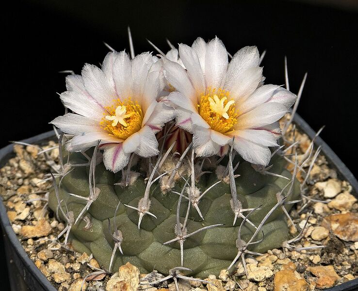 Fájl:Turbinicarpus hoferi RS614.SzJ.jpg