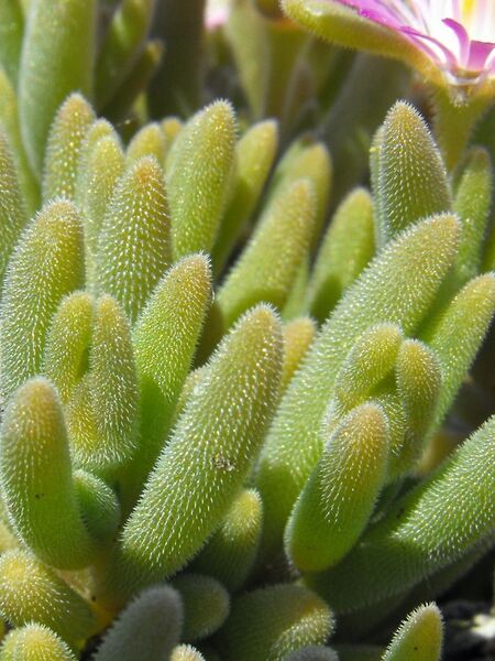 Fájl:Delosperma aberdeenense-001.jpg