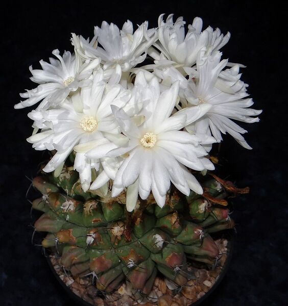 Fájl:Discocactus ferricola.AGy 02.jpg