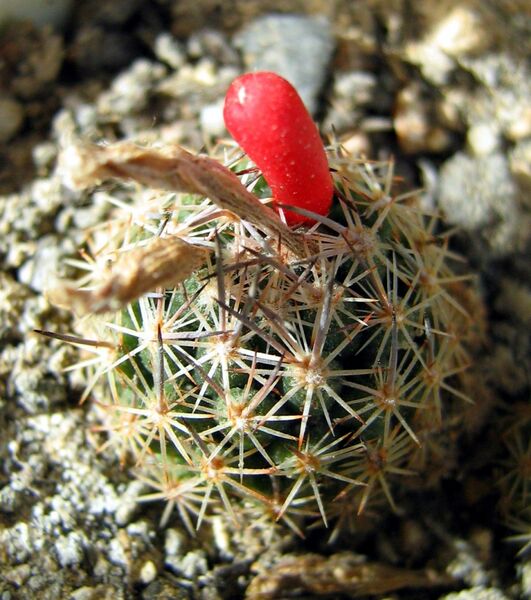 Fájl:Escobaria robbinsorum-002.jpg