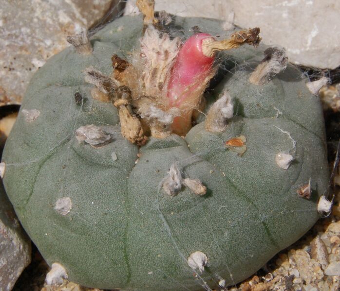 Fájl:Lophophora williamsii-001.jpg