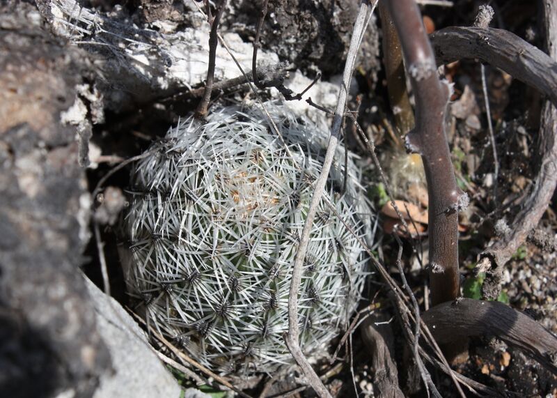 Fájl:Neolloydia conoidea-001.jpg