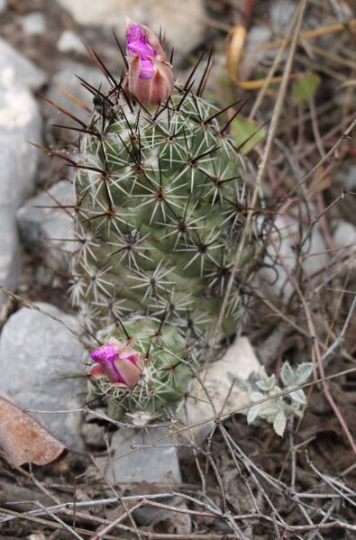 Fájl:Neolloydia conoidea-004.jpg