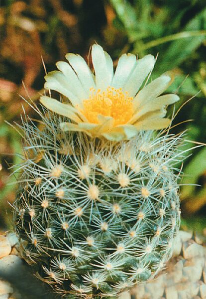 Fájl:Pozsgáslap 026-001.jpg