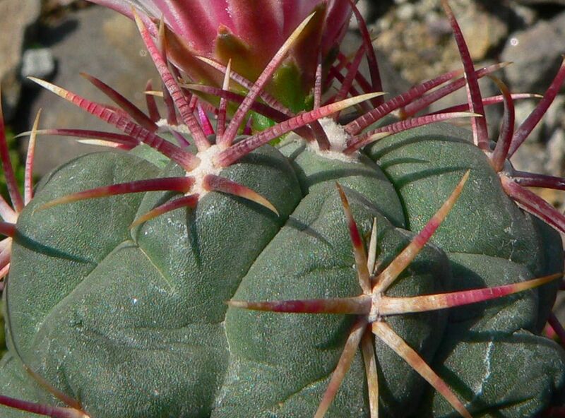 Fájl:Thelocactus hexaedrophorus lloydii-001.jpg