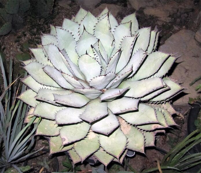 Fájl:Agave potatorum.Moha 02.jpg