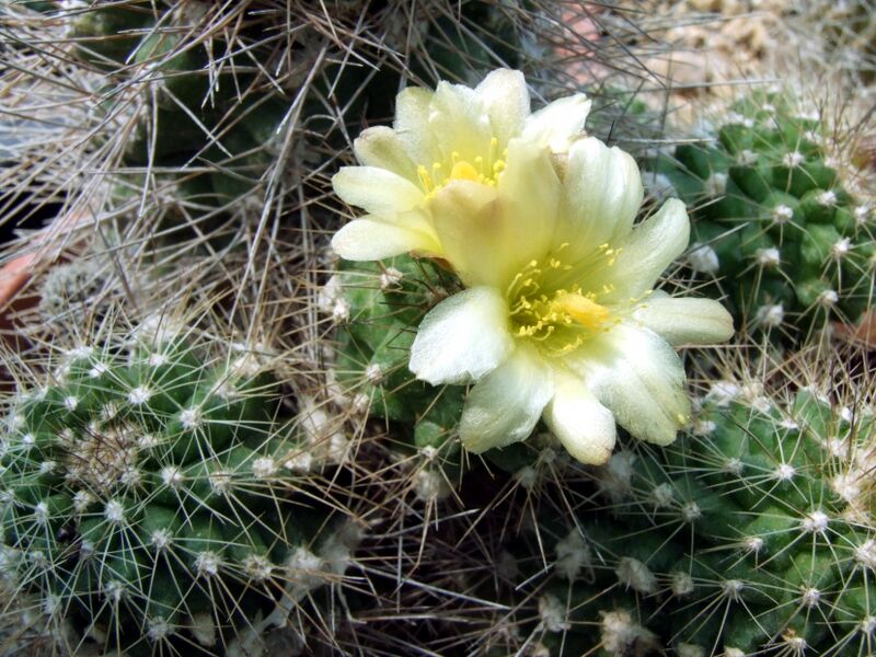 Fájl:Copiapoa humilis subsp humilis-001.jpg