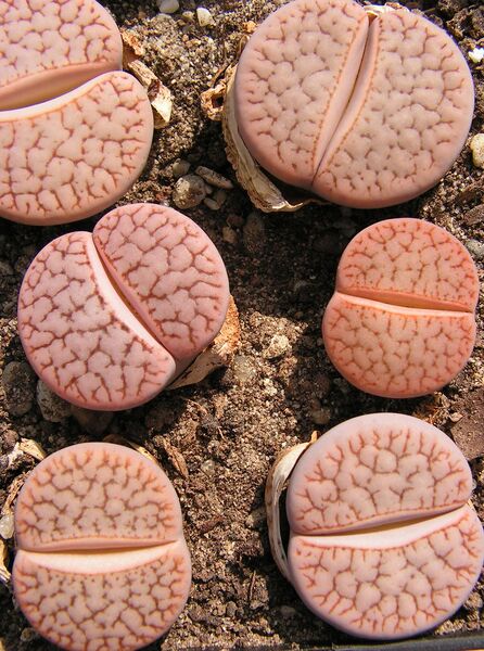 Fájl:Lithops pseudotruncatella 3 rész-000.jpg