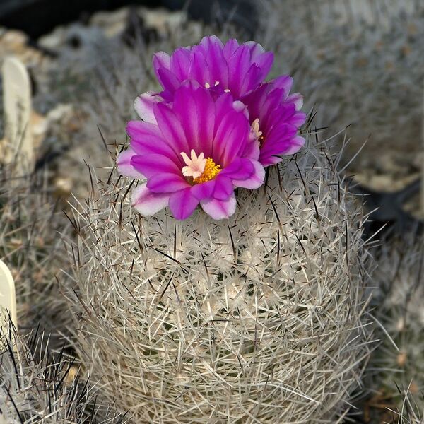 Fájl:Rapicactus beguinii subsp. beguinii.SzJ 01.jpg